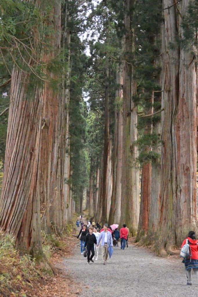 Cedar_ Avenue_Nikko_Japan_ritebook.in_001.jpg